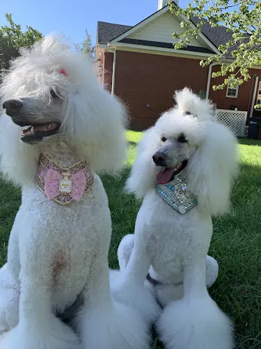 Folly Paws Mobile Pet Grooming - Image 1