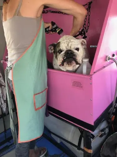 Wynot Mobile Grooming - Image 1