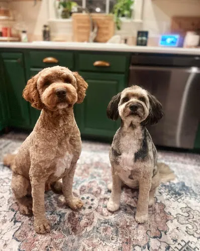Furever Fancy Pet Spa LLC - Image 1