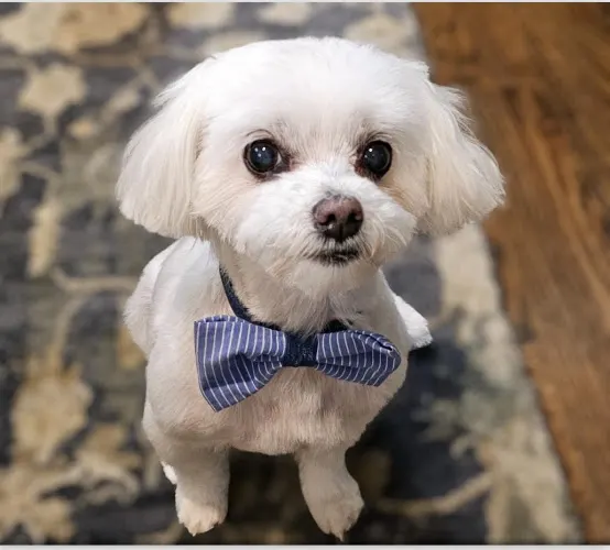 Pooch Parlor Mobile Grooming LLC - Image 1