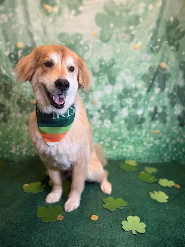 Shampoodles Doggie Salon - Image 1