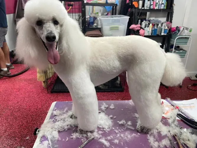 The Fur Factor Mobile Pet Spa - Image 1