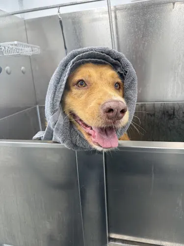 Sparky Suds Mobile Grooming - Image 1