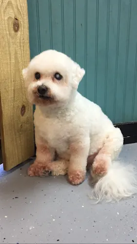 Haute Dogge Grooming Salon - Image 1