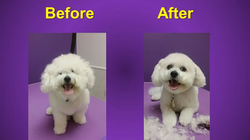 Pets on Point - Image 1