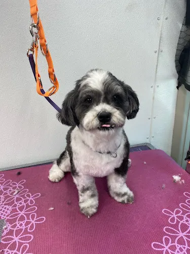 Fur PDX Mobile Pet Grooming - Image 1