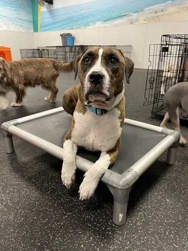Dogtopia of Houston - W. Alabama Street in Houston, TX