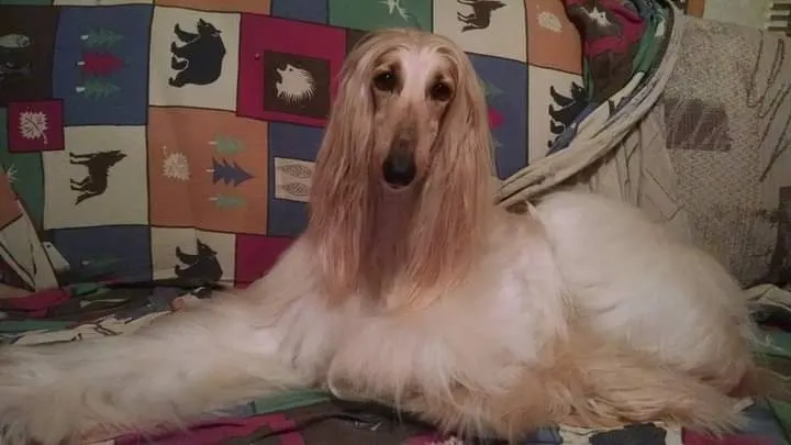 Aleta's Mobile Horse & Dog Grooming - Image 1