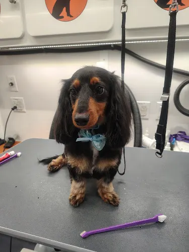 Furry Land Mobile Pet Grooming of Columbus, GA - Image 1