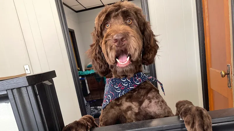 Glamour Paws Dog Grooming of Imlay City - Image 1