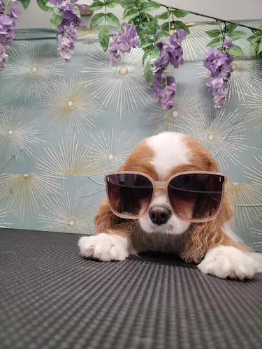 AA1 Mobile Dog and Cat Grooming LLC. - Image 1