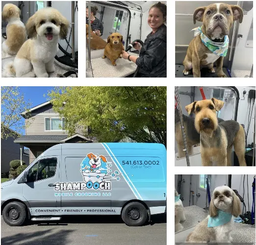 Shampooch Mobile Grooming - Image 1
