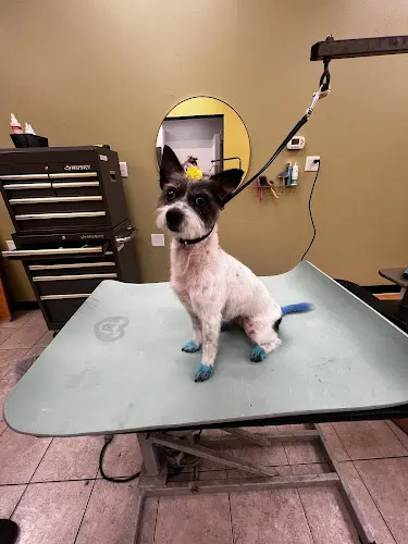 Blossom Pet Salon - Image 1