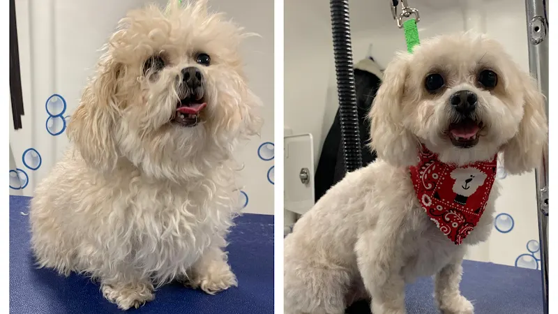 Hydrodog Bert - Mobile Dog Grooming - Image 1