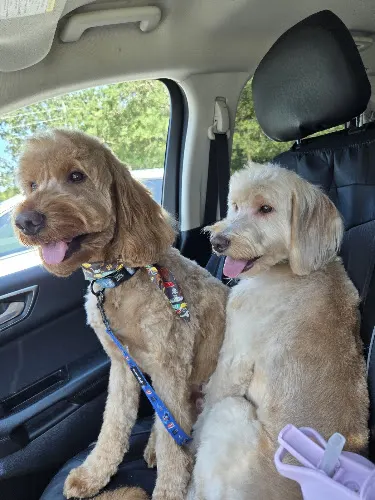 Oodles of Schnoodles Dog Grooming Salon/ Mobile grooming - Image 1