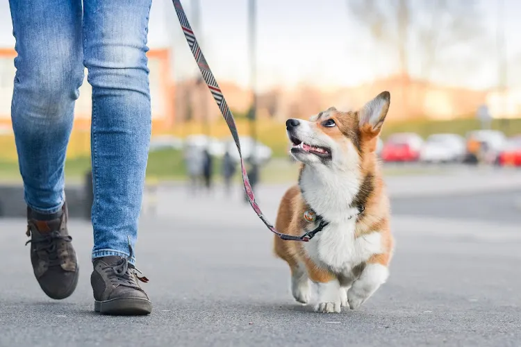 I Heart Pets - Image 1