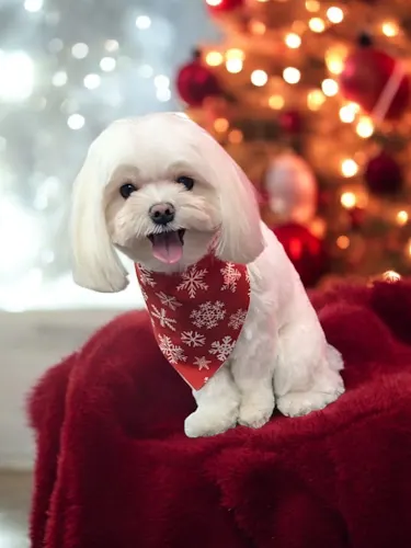 FURtastic - Image 1