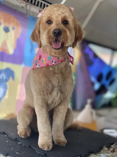 SAN DOGGIE Mobile Grooming - Image 1