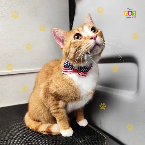 Mobile Pet Grooming Pro - Image 1