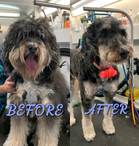 BeachTown Pets Mobile Spa - Image 1