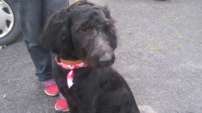 Brooke's K9 Cut & Style - Image 1