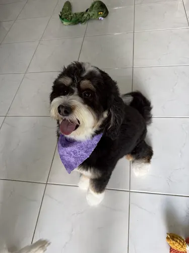 DOG Pet Mobile Grooming - Image 1