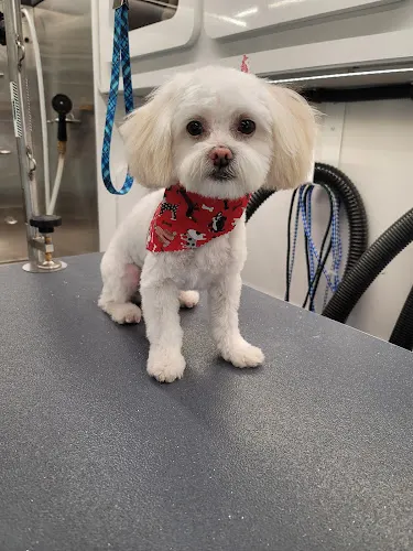 Bows and Bones Mobile Pet Salon - Image 1