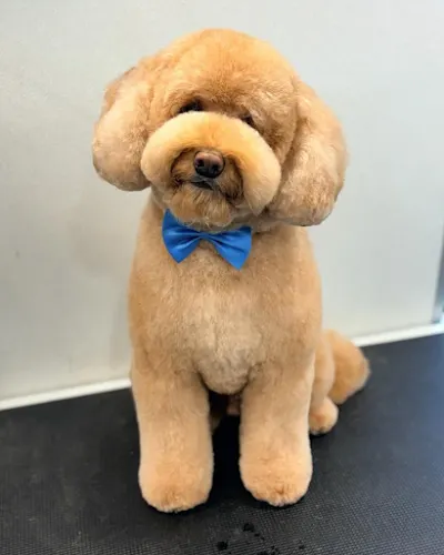 Care Mobile Grooming - Image 1