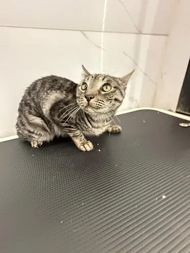Melody Mobile Pet Grooming - Image 1