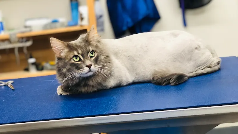 Ernesto’s Mobile Pet Grooming - Image 1