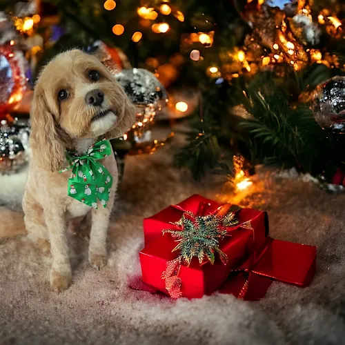The Pooch Parlor Mobile Pet Salon - Image 1