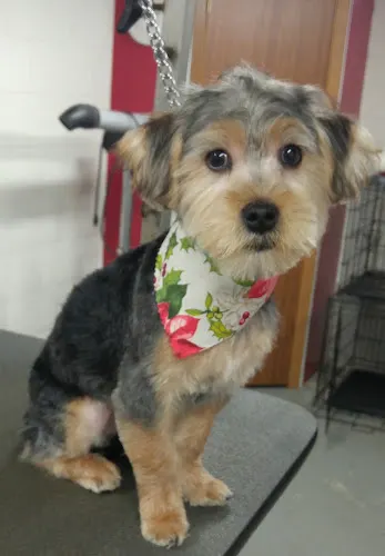 Best Friends Pet Grooming - Image 1