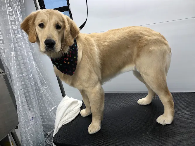 Pawlished Mobile Grooming Salon - Image 1