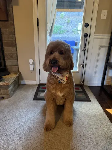Pawsitively Southern, LLC - Image 1