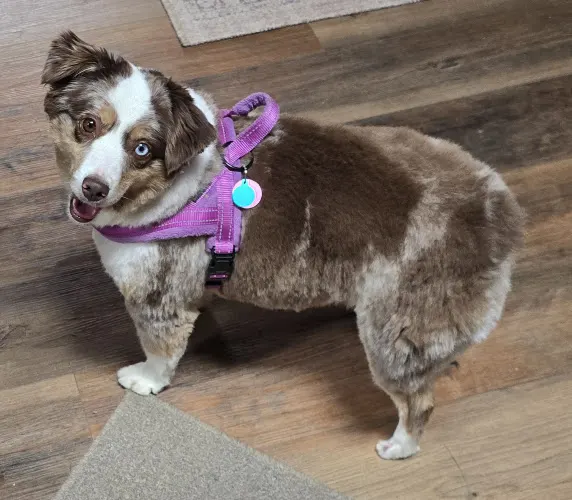Monica’s Mutt Makeover & Motel in Dellroy, OH