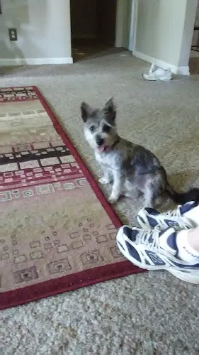 Wiggles & Waggs - Image 1
