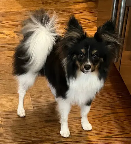 House Call Cat & Dog Grooming By Susan (Mobile Grooming) in Media, PA