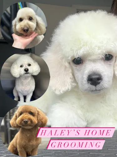 Haley' Home Grooming - Image 1