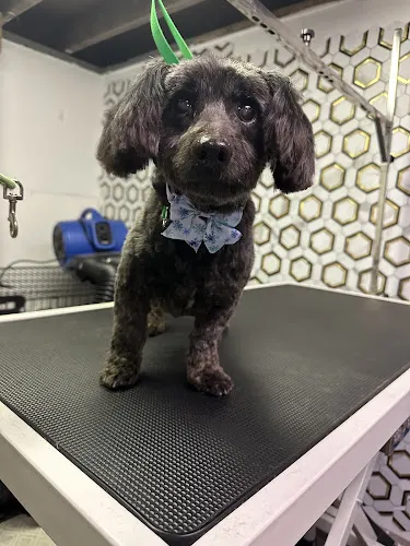 Pawlished Pup: Dog Behavior & Grooming Studio - Image 1