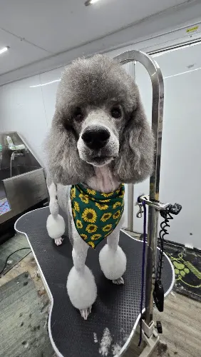 Bear's Mobile Grooming Salon LLC - Image 1