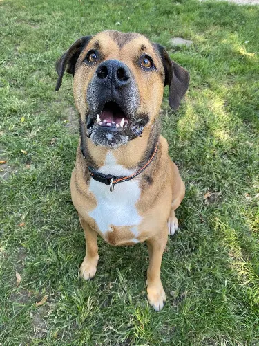 Willow Branch Kennel - Image 1