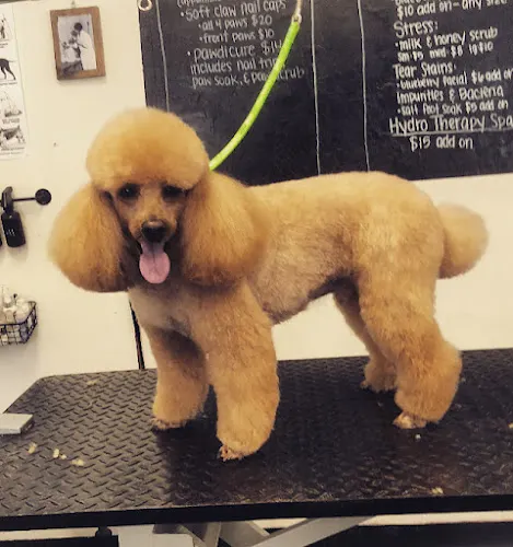 The Happy Hound Dog Grooming And Pet Supplies - Image 1