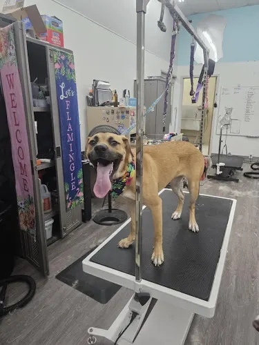 Pet Supplies Plus Quincy Grooming - Image 1