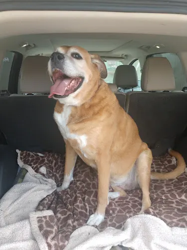 Stella's Head To Tails - Image 1