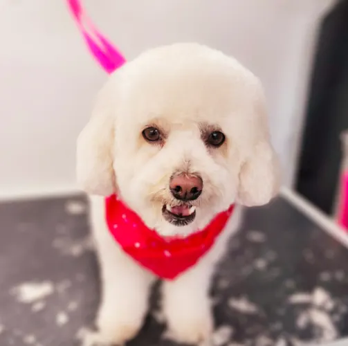 Grooming for Good - Image 1