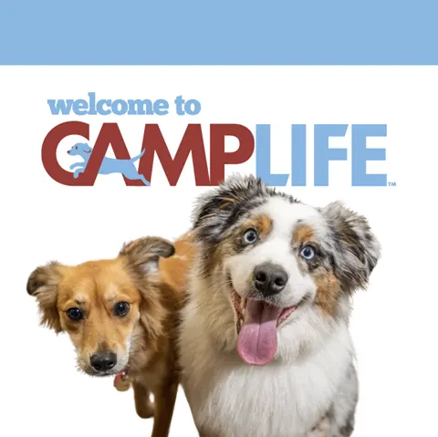 Camp Bow Wow Tri Valley / Livermore - Image 1