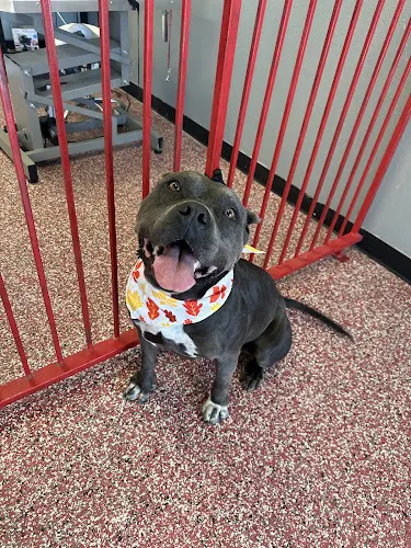 Pawfect Pets in Albuquerque, NM