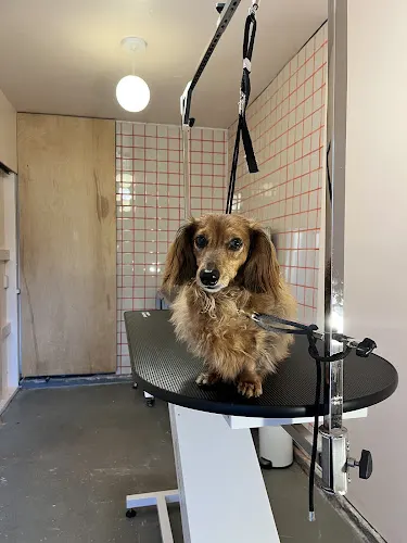 The Persimmon Pooch in Wichita, KS