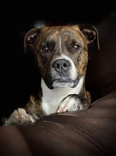 Canine Massage of Northeastern Connecticut - Image 1