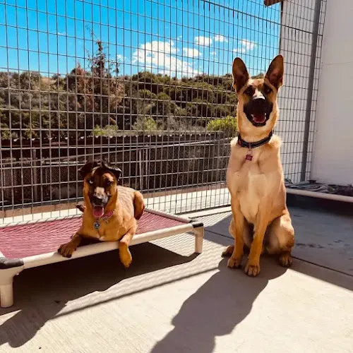 Vineyard Kennel - Image 1